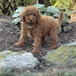 Raya Mini Goldendoodle