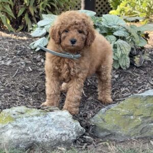 Rita Mini Goldendoodle