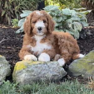 Billy Goldendoodle