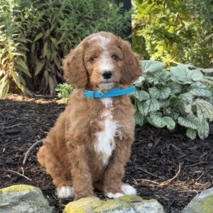 Bacon Goldendoodle