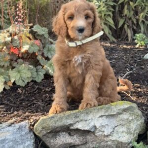 Birdie Goldendoodle