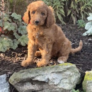 Baby Goldendoodle
