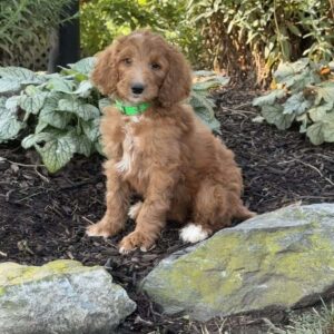 Bambi Goldendoodle