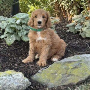 Burger Goldendoodle