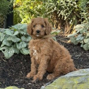 Blossom Goldendoodle