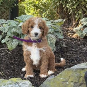 Bubbles Goldendoodle