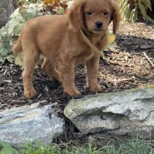 Nelly Mini Goldendoodle
