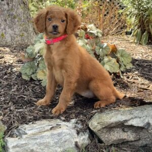 Nina Mini Goldendoodle
