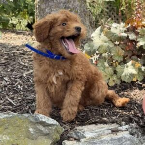 Noodle Mini Goldendoodle