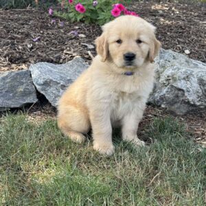 Flash Golden Retriever
