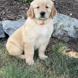 Fancy Golden Retriever