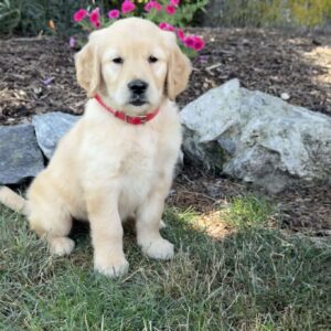 Flower Golden Retriever