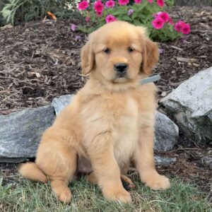 Felicia Golden Retriever