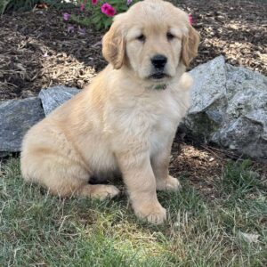 Fido Golden Retriever