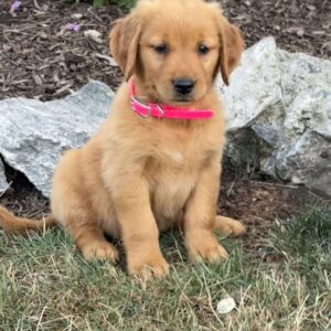 Lilly Golden Retriever