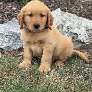 Levi Golden Retriever