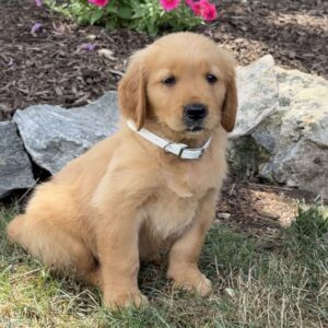Lester Golden Retriever