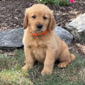 Lewis Golden Retriever