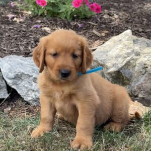 Linus Golden Retriever