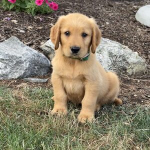 Larry Golden Retriever