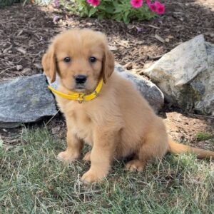 Logan Golden Retriever