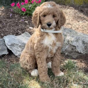 Pinky Goldendoodle
