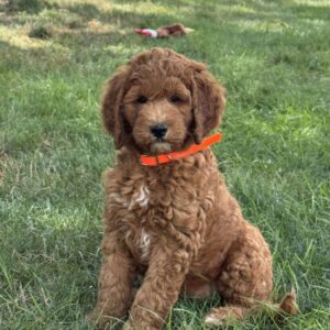 Pixie Goldendoodle