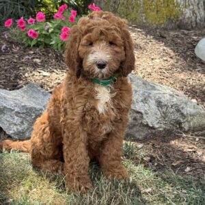 Penny Goldendoodle