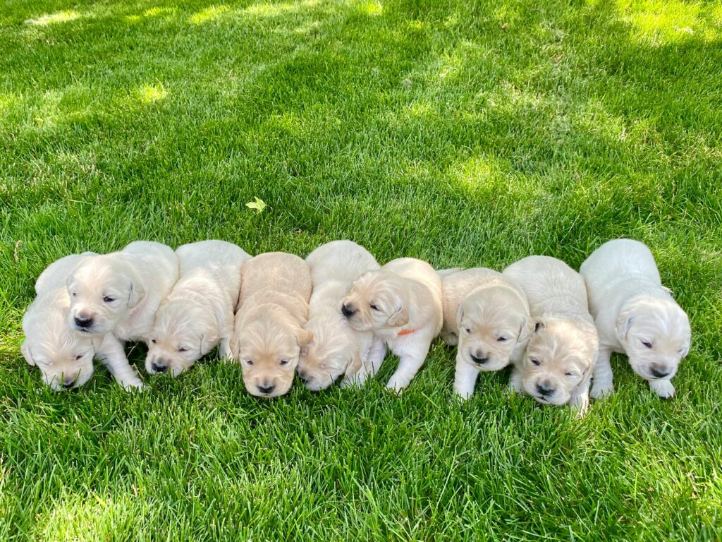 golden retriever puppies in a line