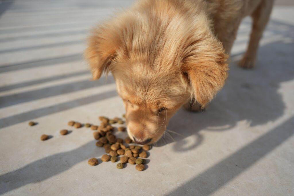 puppy eating kibble
