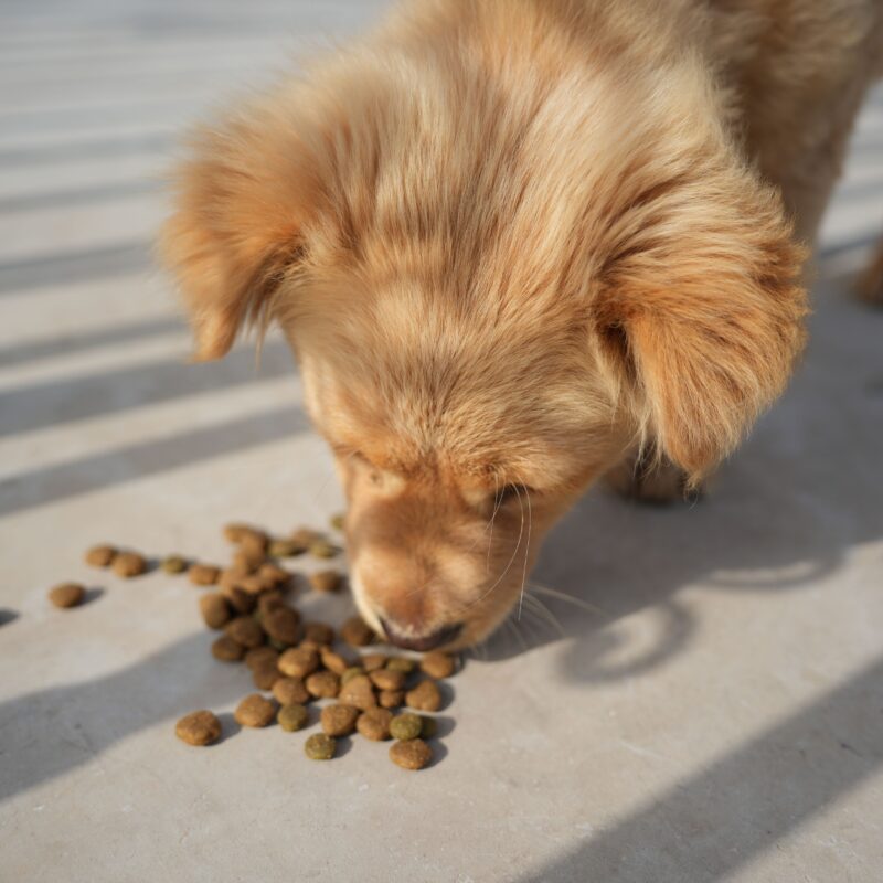 puppy eating kibble