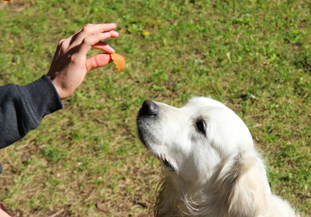giving a treat to a dog
