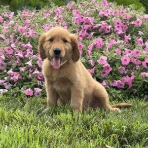 Flynn Golden Retriever