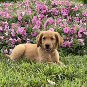 Frisky Golden Retriever