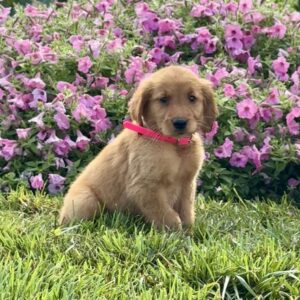 Fancy Golden Retriever