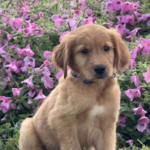 Flash Golden Retriever