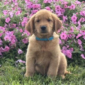 Foxy Golden Retriever