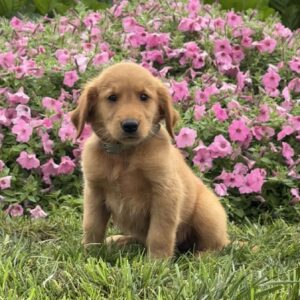 Fonzi Golden Retriever