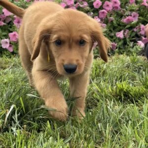 Frankie Golden Retriever