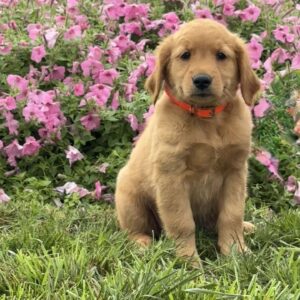Fiona Golden Retriever