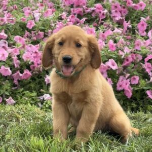 Flower Golden Retriever