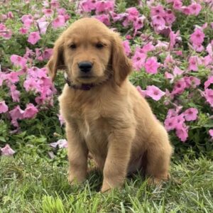 Fudge Golden Retriever