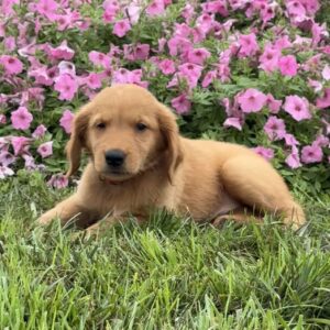 Fin Golden Retriever