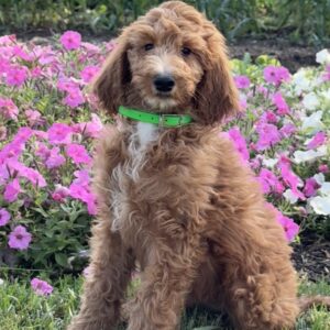 Bambi Goldendoodle