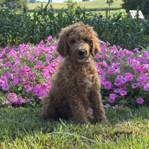 Blossom Goldendoodle
