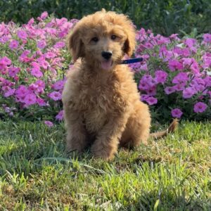 Timmy Mini Goldendoodle