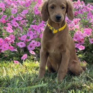 Meadow Mini Goldendoodle