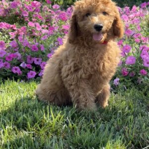 Ruby Mini Goldendoodle