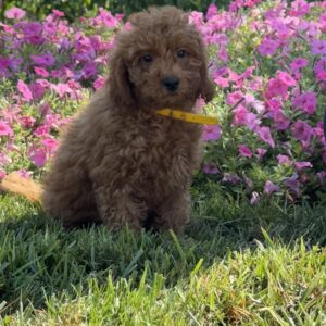 Rosa Mini Goldendoodle