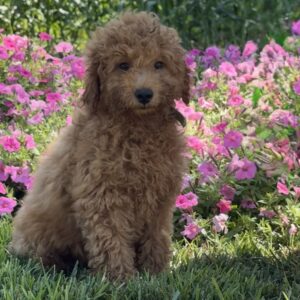 Rita Mini Goldendoodle